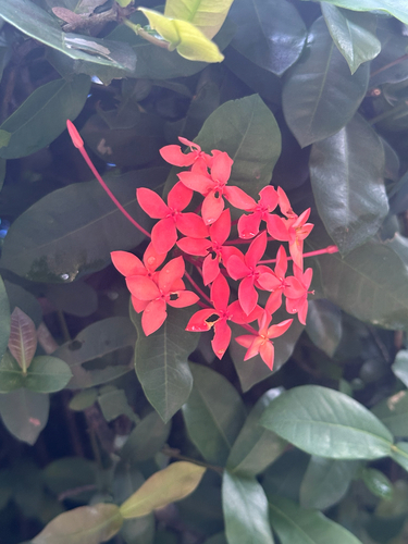 Jungle flame