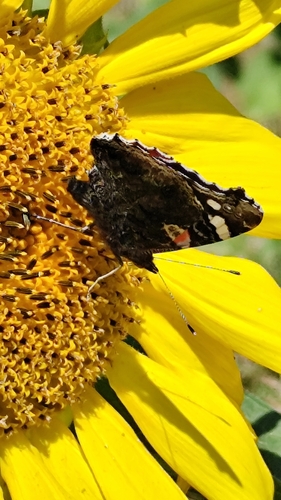Red Admiral