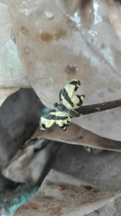 Baeotis zonata zonata