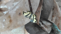 Baeotis zonata zonata