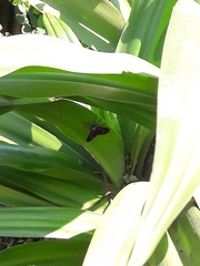 Cyanopepla pretiosa