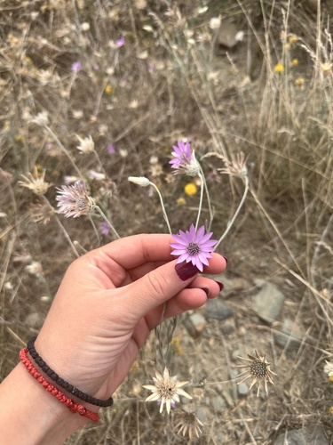 Immortelle