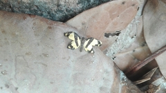 Baeotis zonata zonata