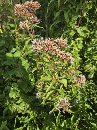 hemp agrimony