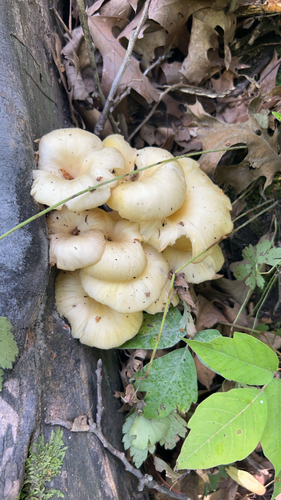 Golden Oyster Mushroom