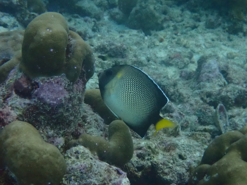 Apolemichthys xanthurus observed 2026-08-14