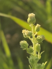 author not stated, no rights reserved Laennecia coulteri, photograph author not stated, no rights reserved