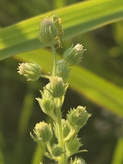 author not stated, no rights reserved Laennecia coulteri, photograph author not stated, no rights reserved