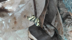 Baeotis zonata zonata