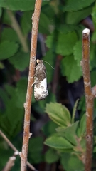 Notocelia cynosbatella