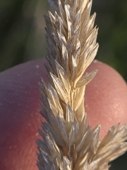 Phalaris caroliniana
