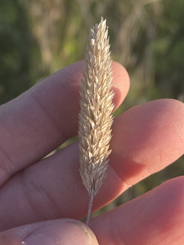 Phalaris caroliniana, photograph 2