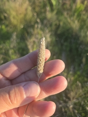 author not stated, no rights reserved Phalaris caroliniana, photograph author not stated, no rights reserved