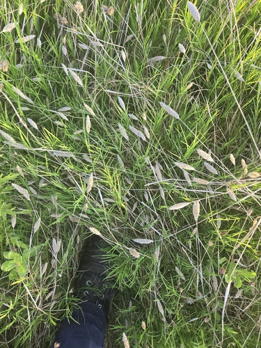 Phalaris caroliniana, photograph 4