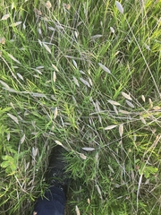 author not stated, no rights reserved Phalaris caroliniana, photograph author not stated, no rights reserved