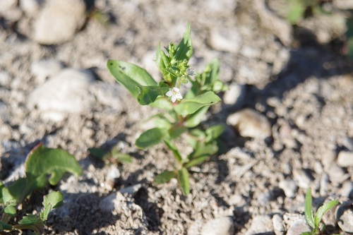 Veronica catenata, photograph 6