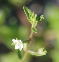 Veronica catenata, photograph (c) bernhard_hiller, some rights reserved (CC BY)