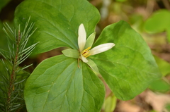 Trillium albidum