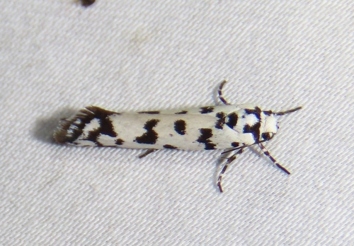 Ethmia eupostica
