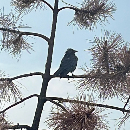 Eurasian Jackdaw