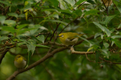 Zosterops simplex simplex