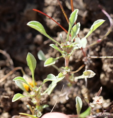 Hesperevax sparsiflora