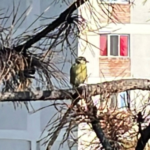 Eurasian Blue Tit