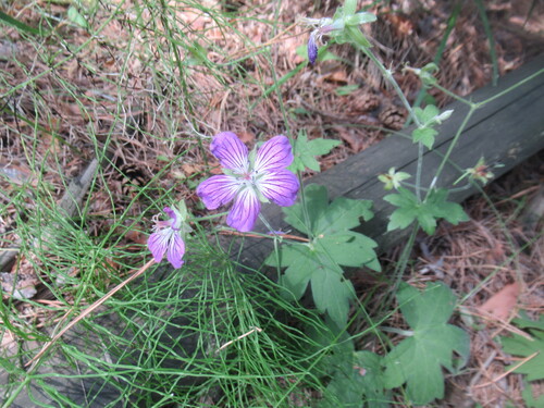 Geranium wlassovianum, photograph 3