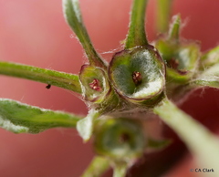 Hesperevax sparsiflora
