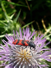 Trichodes umbellatarum