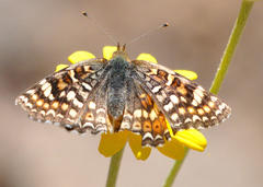 Phyciodes orseis