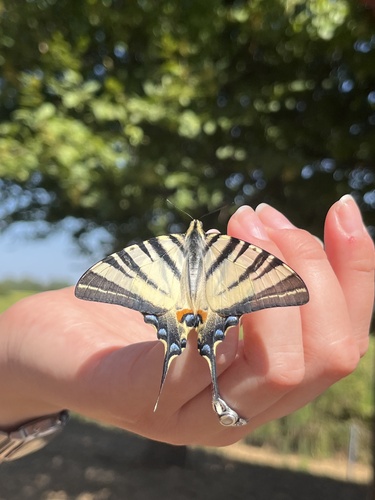 Scarce Swallowtail