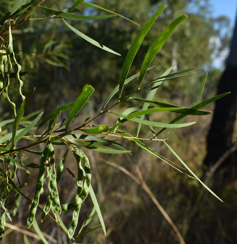 Acacia simsii observed 2026-06-12
