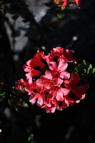 Rhododendron buxifolium observed 2026-02-07