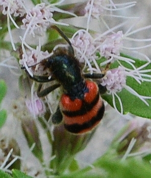 Bee-eating Beetle