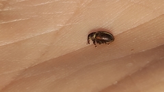 Lignyodes enucleator