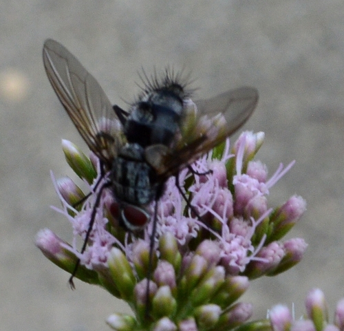 Dinera ferina