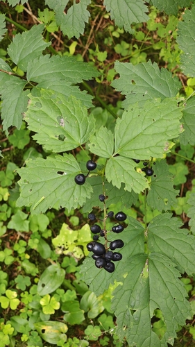 Eurasian baneberry