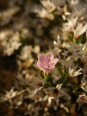 Goniolimon besserianum