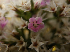 Goniolimon besserianum