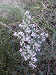 Goniolimon besserianum