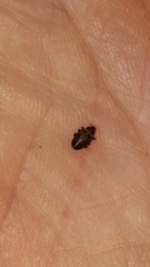 Lignyodes enucleator