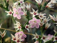 Goniolimon besserianum