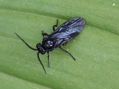 Phymatocera aterrima