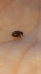 Lignyodes enucleator