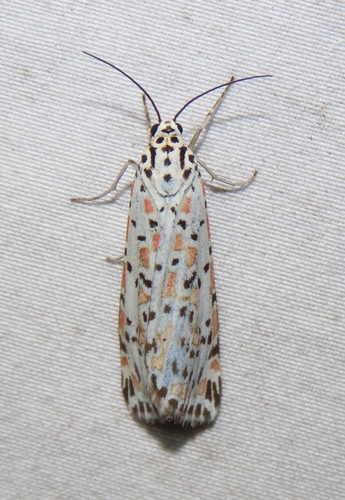 Heliotrope Moth