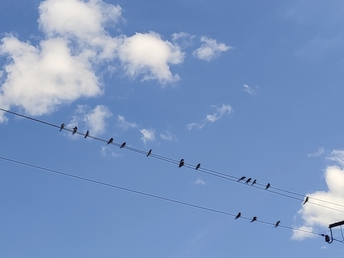 Barn Swallow