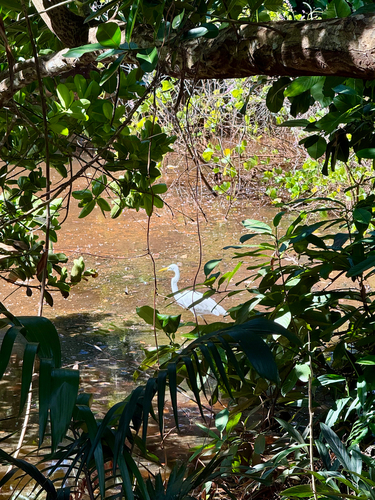 Great Egret