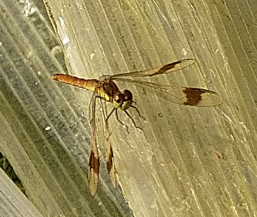 Banded Darter
