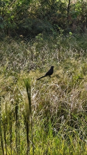 Smooth-billed Ani